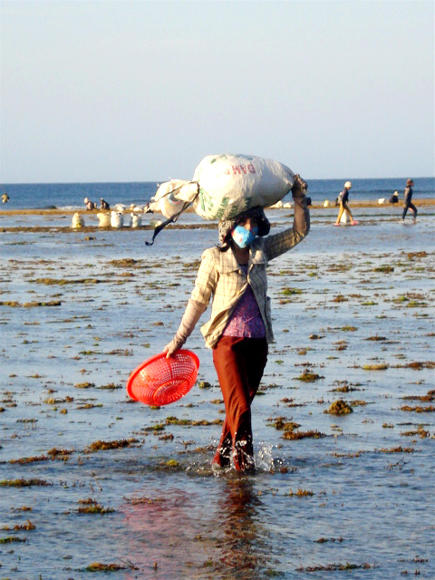 Lý Sơn - những cây phong ba mang gương mặt phụ nữ ảnh 4