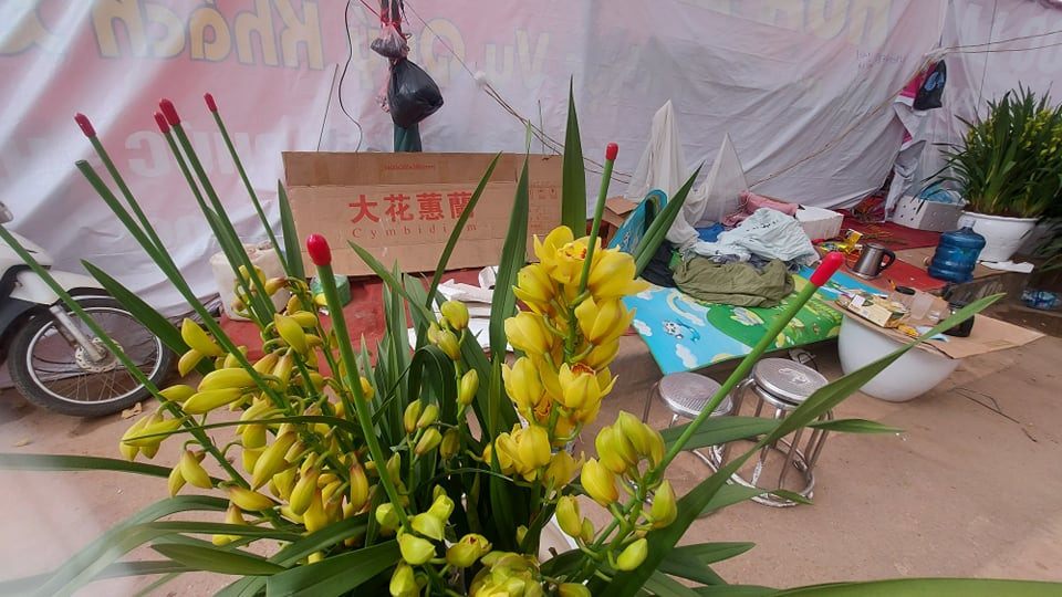 Tràn ngập hoa lan từ Trung Quốc, dân lo ngại COVID - 19 ảnh 3