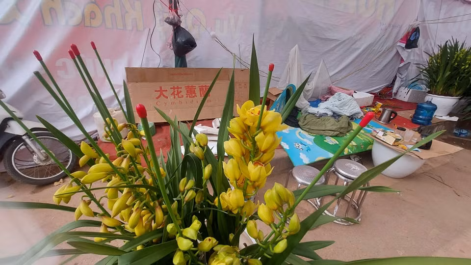 Tràn ngập hoa lan từ Trung Quốc, dân lo ngại COVID - 19 ảnh 3