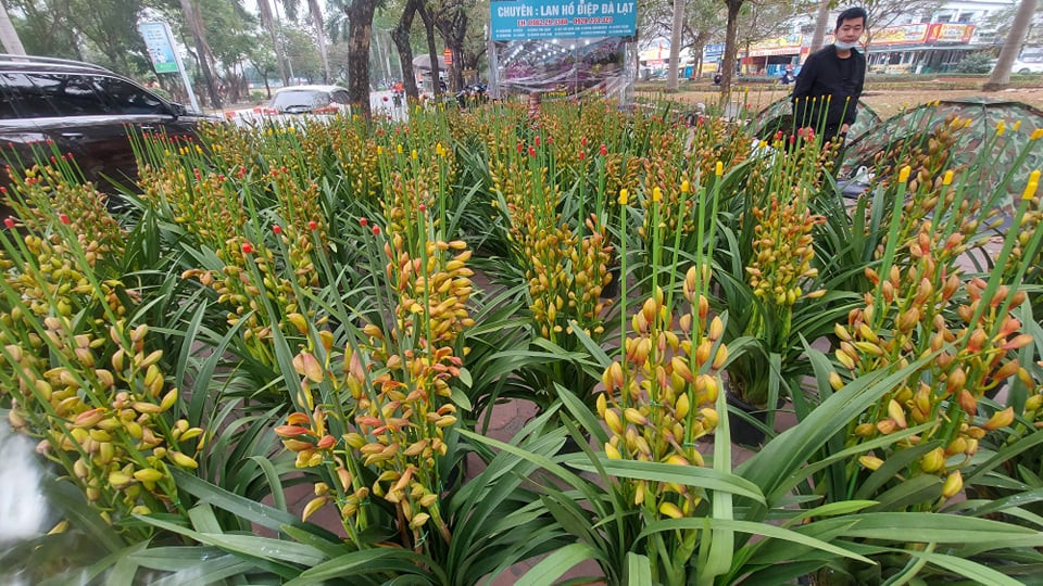 Tràn ngập hoa lan từ Trung Quốc, dân lo ngại COVID - 19 ảnh 5