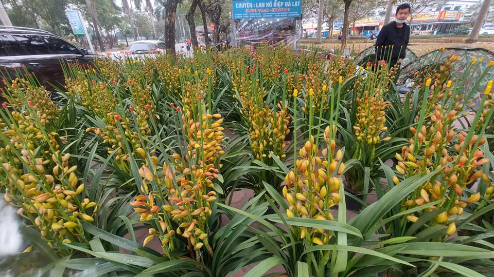 Tràn ngập hoa lan từ Trung Quốc, dân lo ngại COVID - 19 ảnh 5