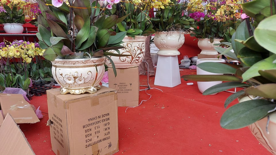 Tràn ngập hoa lan từ Trung Quốc, dân lo ngại COVID - 19 ảnh 6