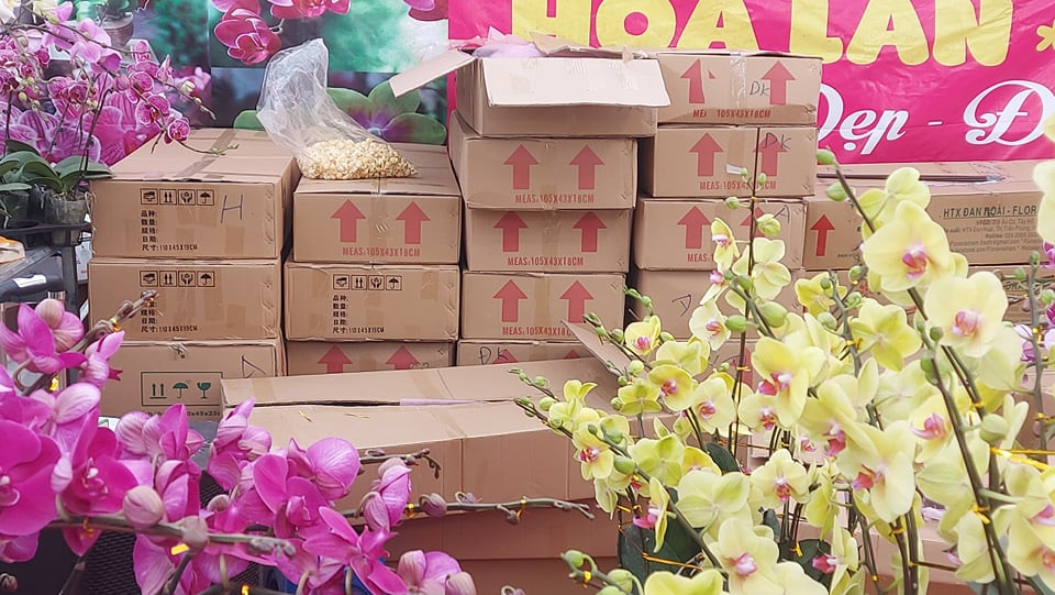 Tràn ngập hoa lan từ Trung Quốc, dân lo ngại COVID - 19 ảnh 1