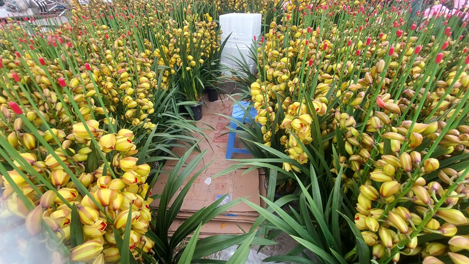 Tràn ngập hoa lan từ Trung Quốc, dân lo ngại COVID - 19 ảnh 2