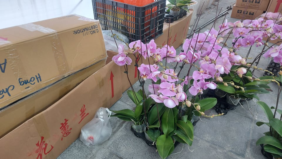 Tràn ngập hoa lan từ Trung Quốc, dân lo ngại COVID - 19 ảnh 4