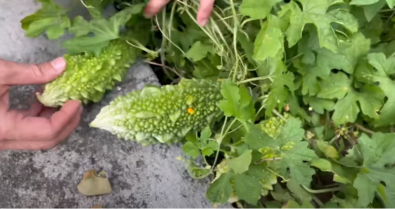 Huy Khánh hé lộ hình ảnh đặc biệt khi tới thăm nhà thờ Tổ trăm tỷ của Hoài Linh ảnh 4