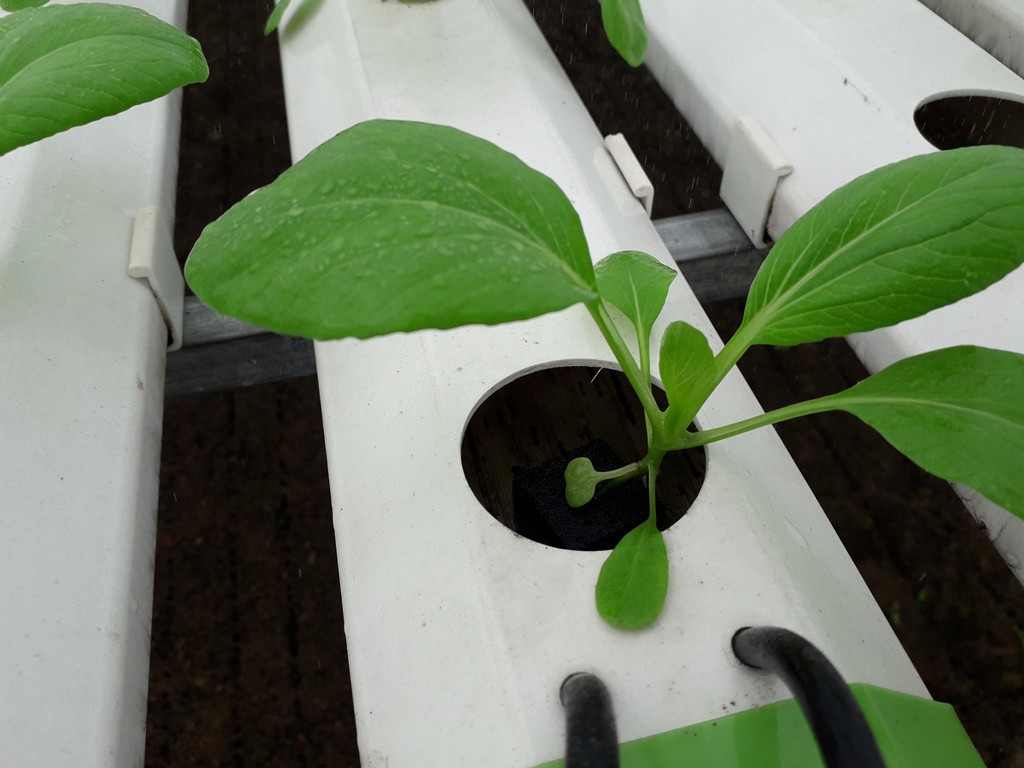 Sản xuất rau quả sạch trên bãi rác ở TPHCM ảnh 4