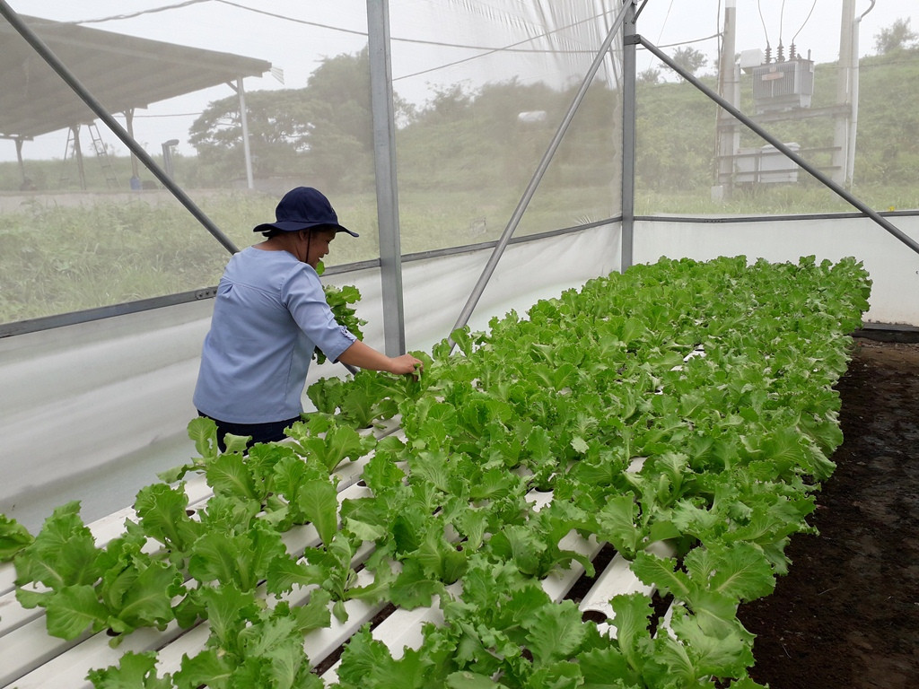 Sản xuất rau quả sạch trên bãi rác ở TPHCM ảnh 8