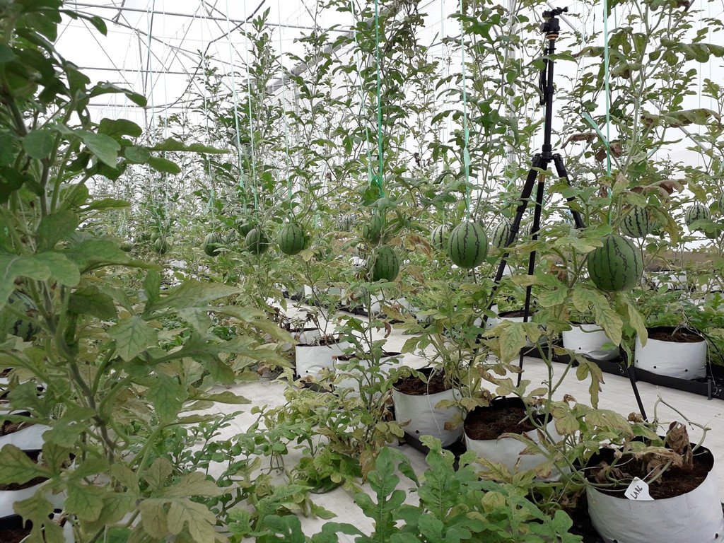 Sản xuất rau quả sạch trên bãi rác ở TPHCM ảnh 10