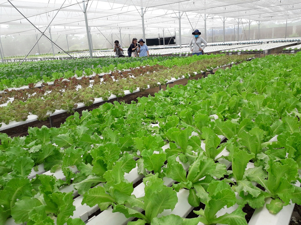 Sản xuất rau quả sạch trên bãi rác ở TPHCM ảnh 2