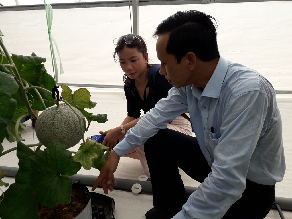 Sản xuất rau quả sạch trên bãi rác ở TPHCM ảnh 13