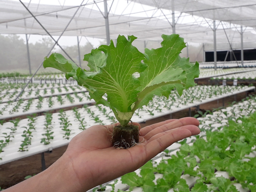 Sản xuất rau quả sạch trên bãi rác ở TPHCM ảnh 5