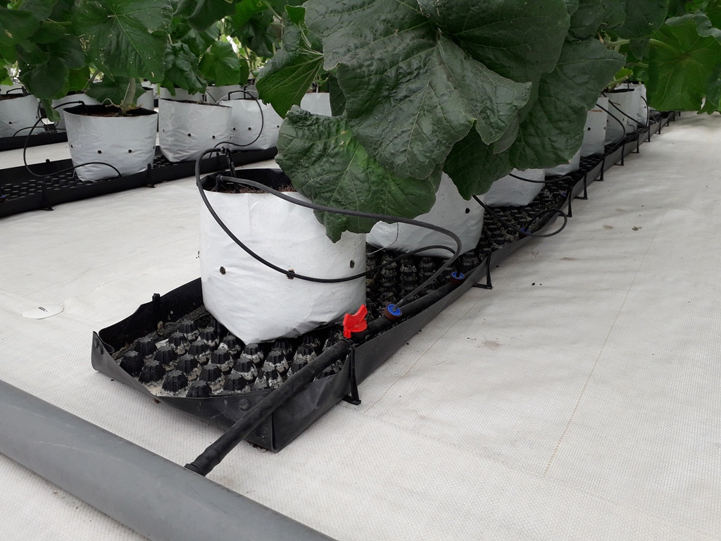 Sản xuất rau quả sạch trên bãi rác ở TPHCM ảnh 9