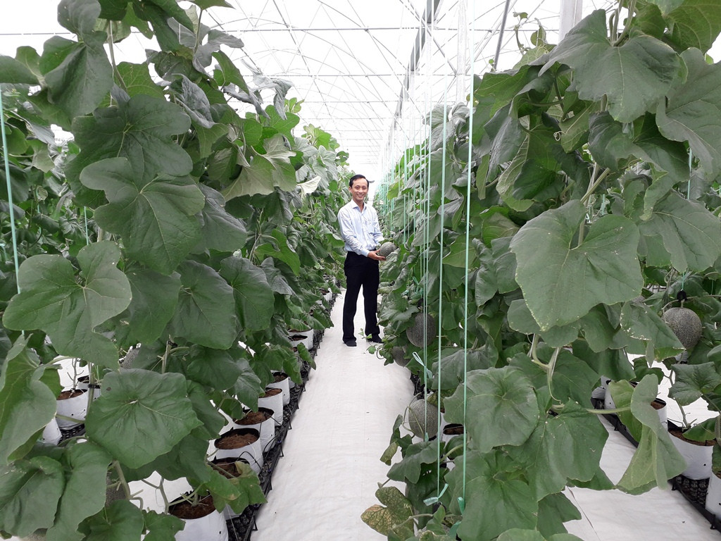 Sản xuất rau quả sạch trên bãi rác ở TPHCM ảnh 14