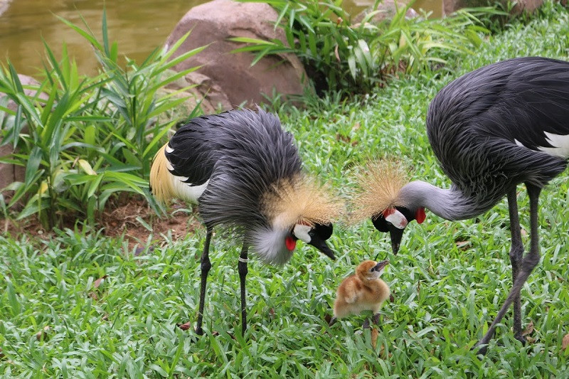 Vinpearl Safari hồi sinh thần kỳ cho gấu ngựa ảnh 7