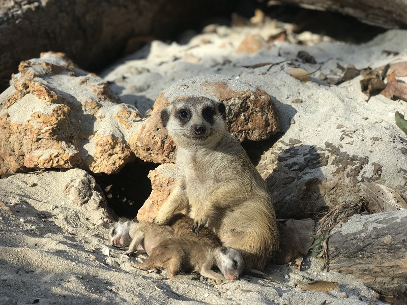 Vinpearl Safari hồi sinh thần kỳ cho gấu ngựa ảnh 6