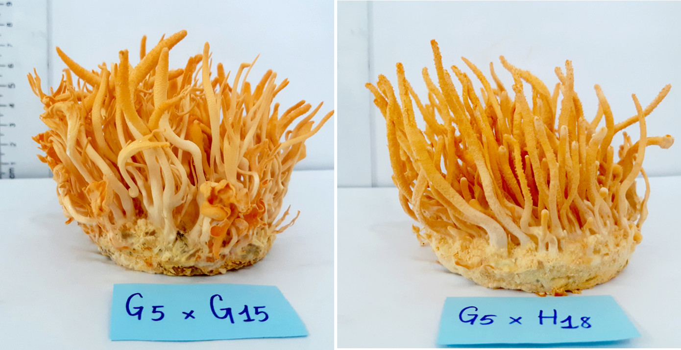 Học sinh Việt giành cú đúp Huy chương Vàng tại 2 cuộc thi Khoa học quốc tế ảnh 1