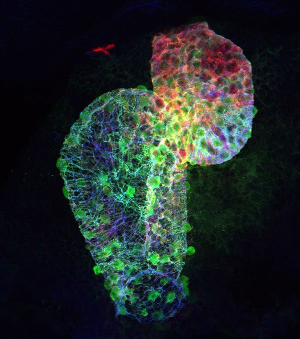 1001 thắc mắc: Tim cá voi xanh ‘khủng’ thế nào, làm sao đo được nhịp tim của chúng? ảnh 4