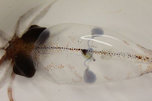 1001 thắc mắc: Tim cá voi xanh ‘khủng’ thế nào, làm sao đo được nhịp tim của chúng? ảnh 1