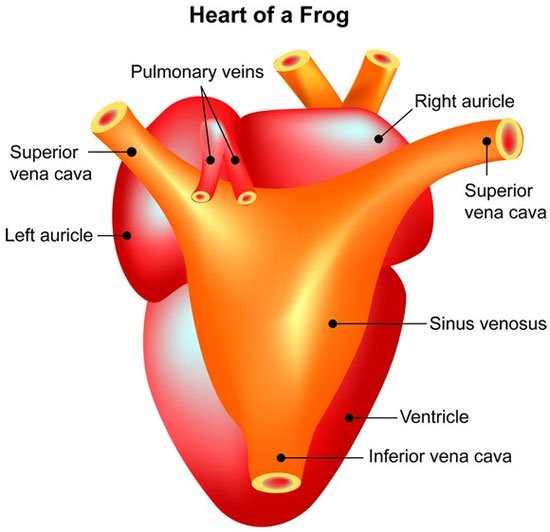 1001 thắc mắc: Tim cá voi xanh ‘khủng’ thế nào, làm sao đo được nhịp tim của chúng? ảnh 5