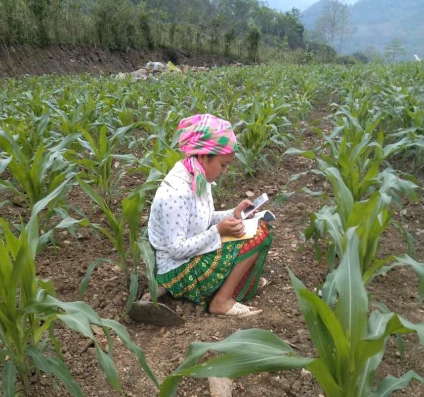 Học sinh vùng cao Việt Bắc kê cuốc ngồi giữa nương ngô học trực tuyến ảnh 3