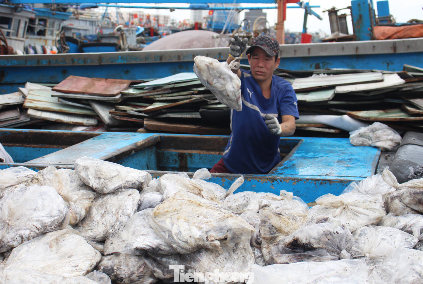 Cận Tết, tàu tấp nập về cảng, cá đầy ắp khoang, giá hải sản chỉ tăng nhẹ ảnh 6