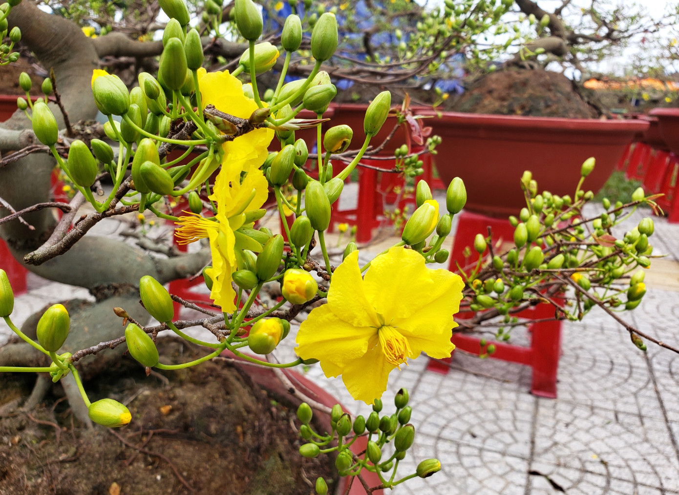 Hoa Tết rực rỡ xuống phố, người mua vẫn thưa thớt ảnh 7