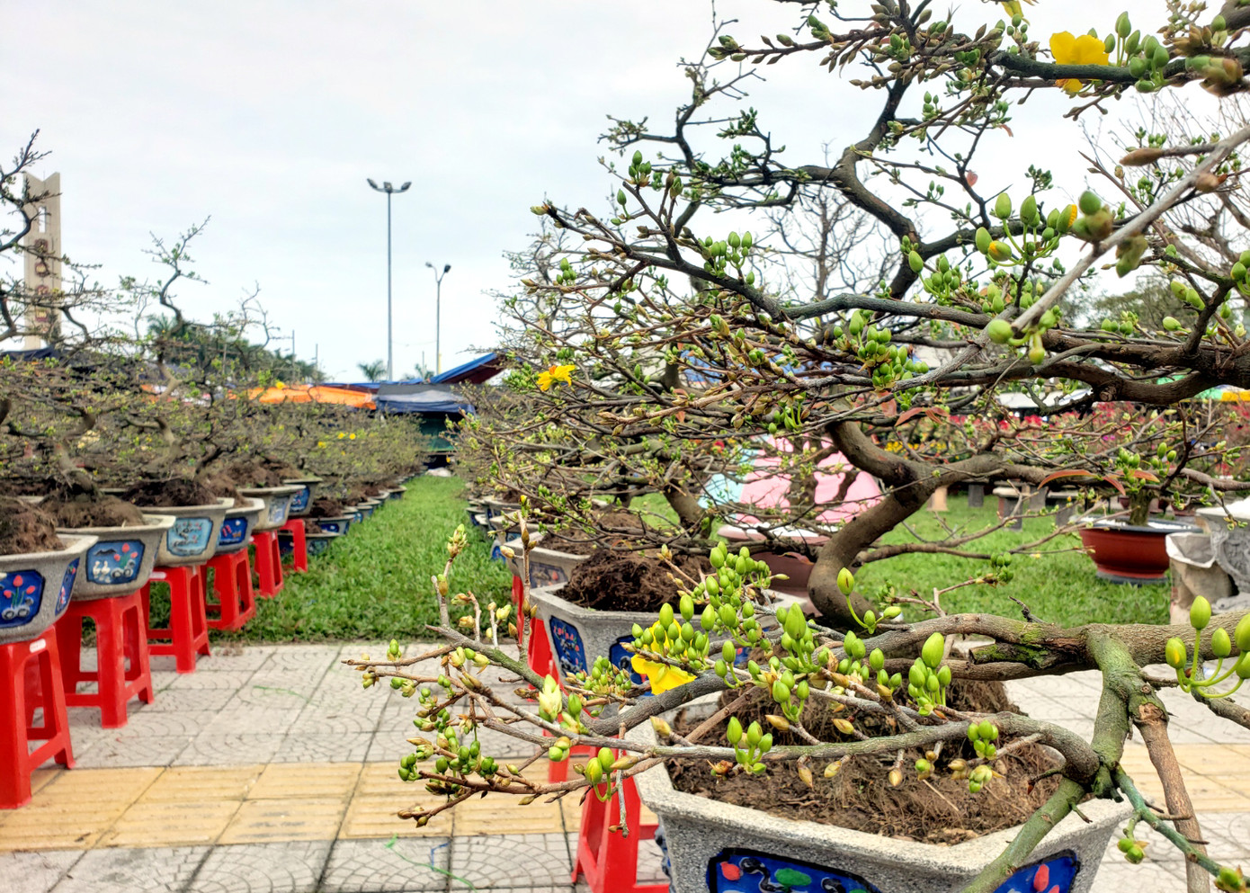 Hoa Tết rực rỡ xuống phố, người mua vẫn thưa thớt ảnh 6