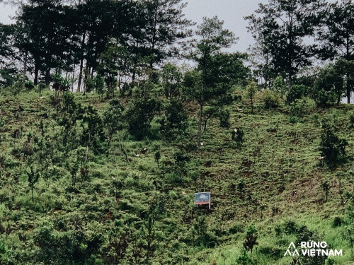 Hà Anh Tuấn thực hiện dự án “Rừng Việt Nam“: Trồng 2 cánh rừng với hơn 1.800 cây xanh ảnh 2