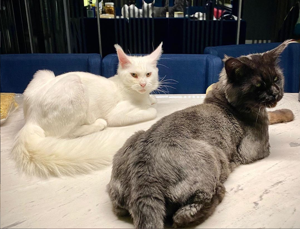 Dàn “boss” siêu cấp đáng yêu của sao Việt, gây ấn tượng nhất là “hậu cung” của Sĩ Thanh ảnh 5