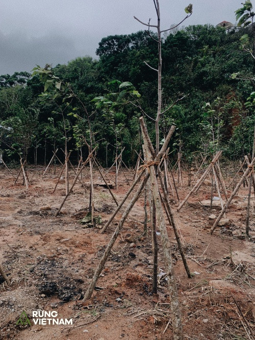 Hà Anh Tuấn thực hiện dự án “Rừng Việt Nam“: Trồng 2 cánh rừng với hơn 1.800 cây xanh ảnh 3