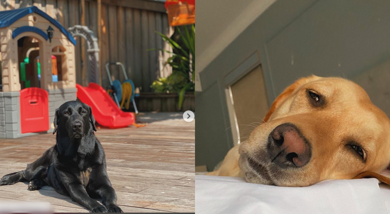 Dàn “boss” siêu cấp đáng yêu của sao Việt, gây ấn tượng nhất là “hậu cung” của Sĩ Thanh ảnh 3