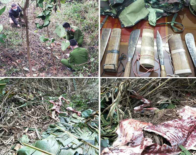 Bắt trộm hàng chục trâu, bò đem vào rừng xẻo thịt ảnh 1