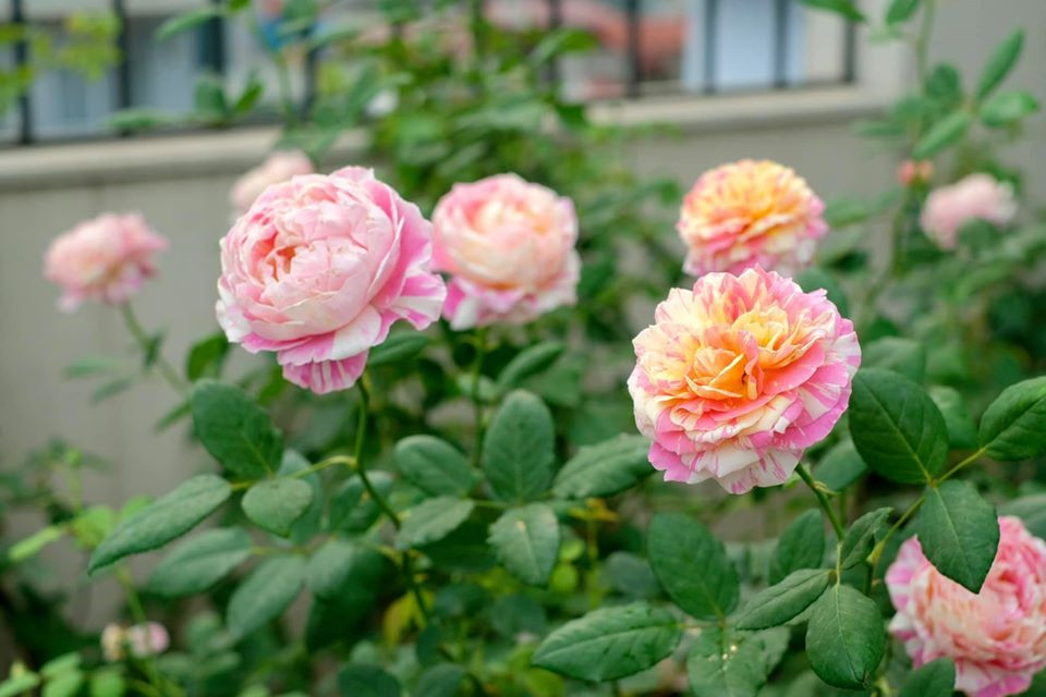 Cách ly ở nhà mùa COVID, mạng xã hội thành 'hội thi khéo tay hay làm' hút dân mạng ảnh 2