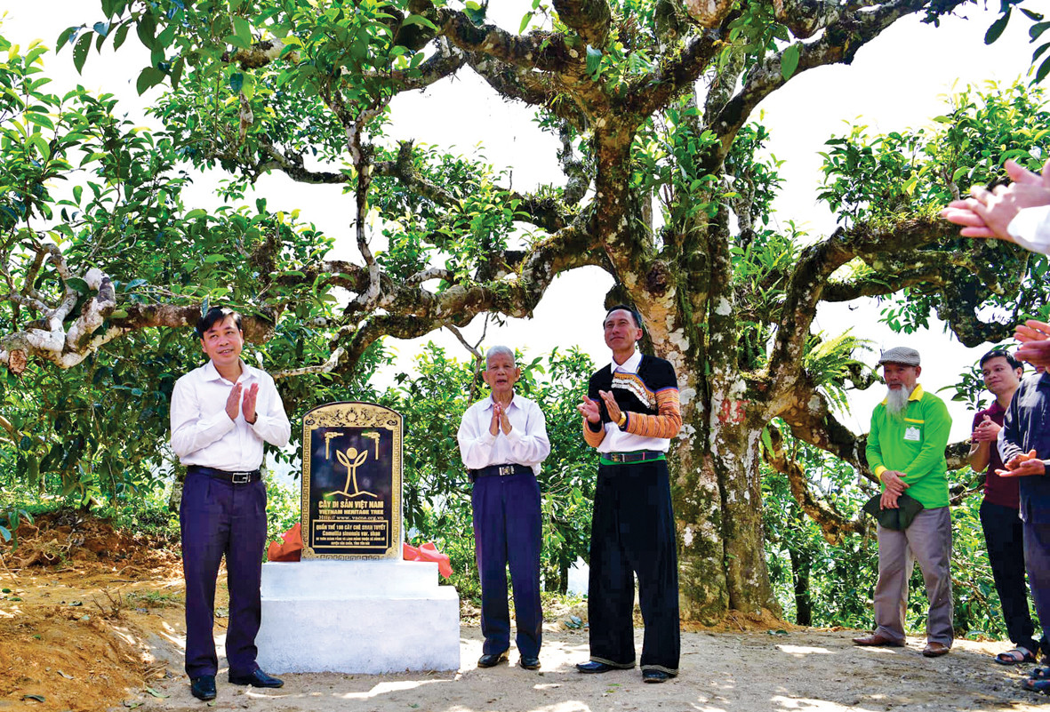Leo mây ngắm các 'cụ' chè Shan tuyết ảnh 2
