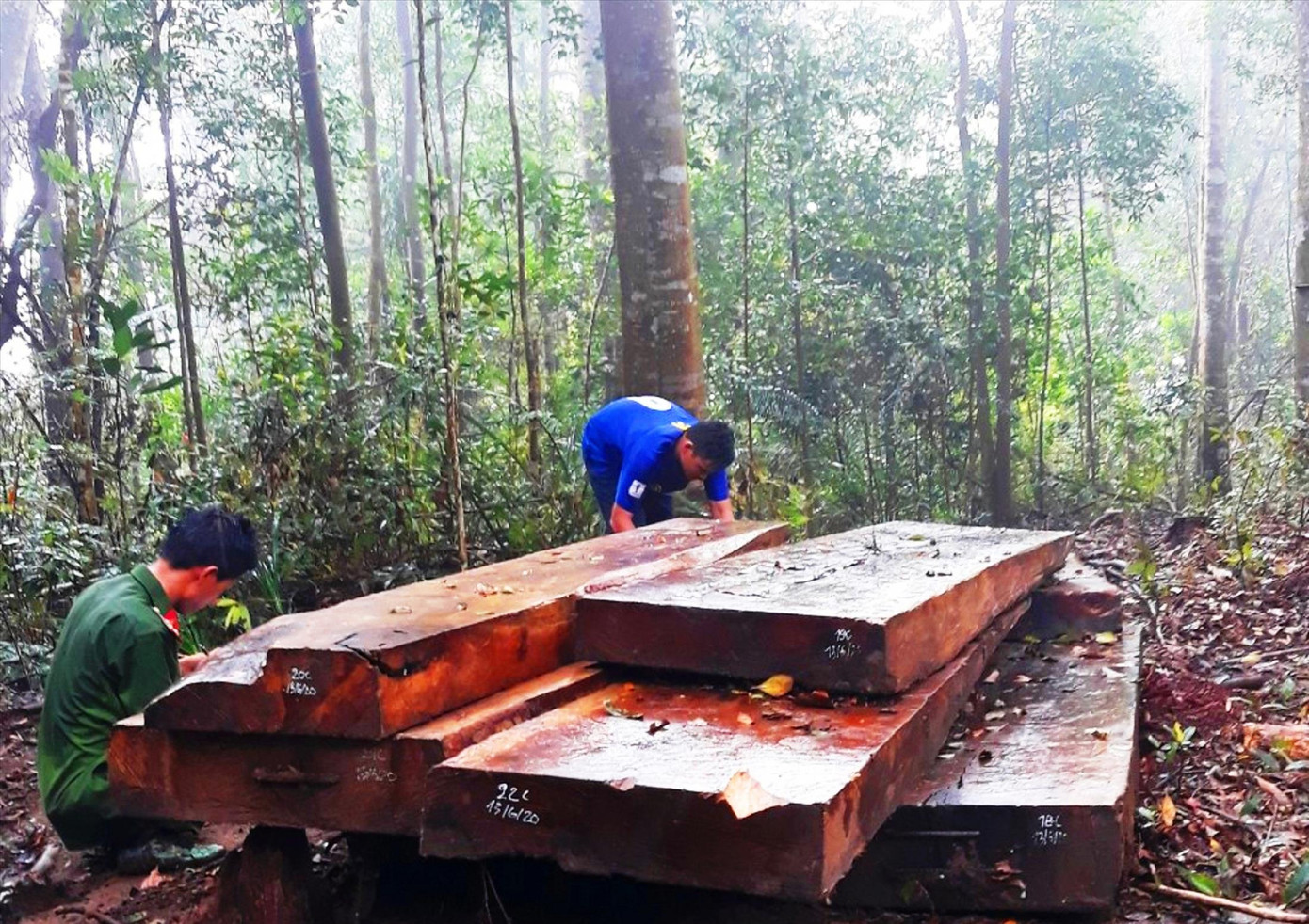 Hành trình bắt nhóm lâm tặc phá rừng trăm tuổi ảnh 1