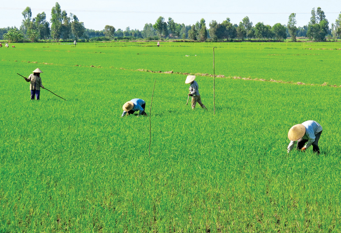 Nhà văn của bất tận cánh đồng ảnh 1