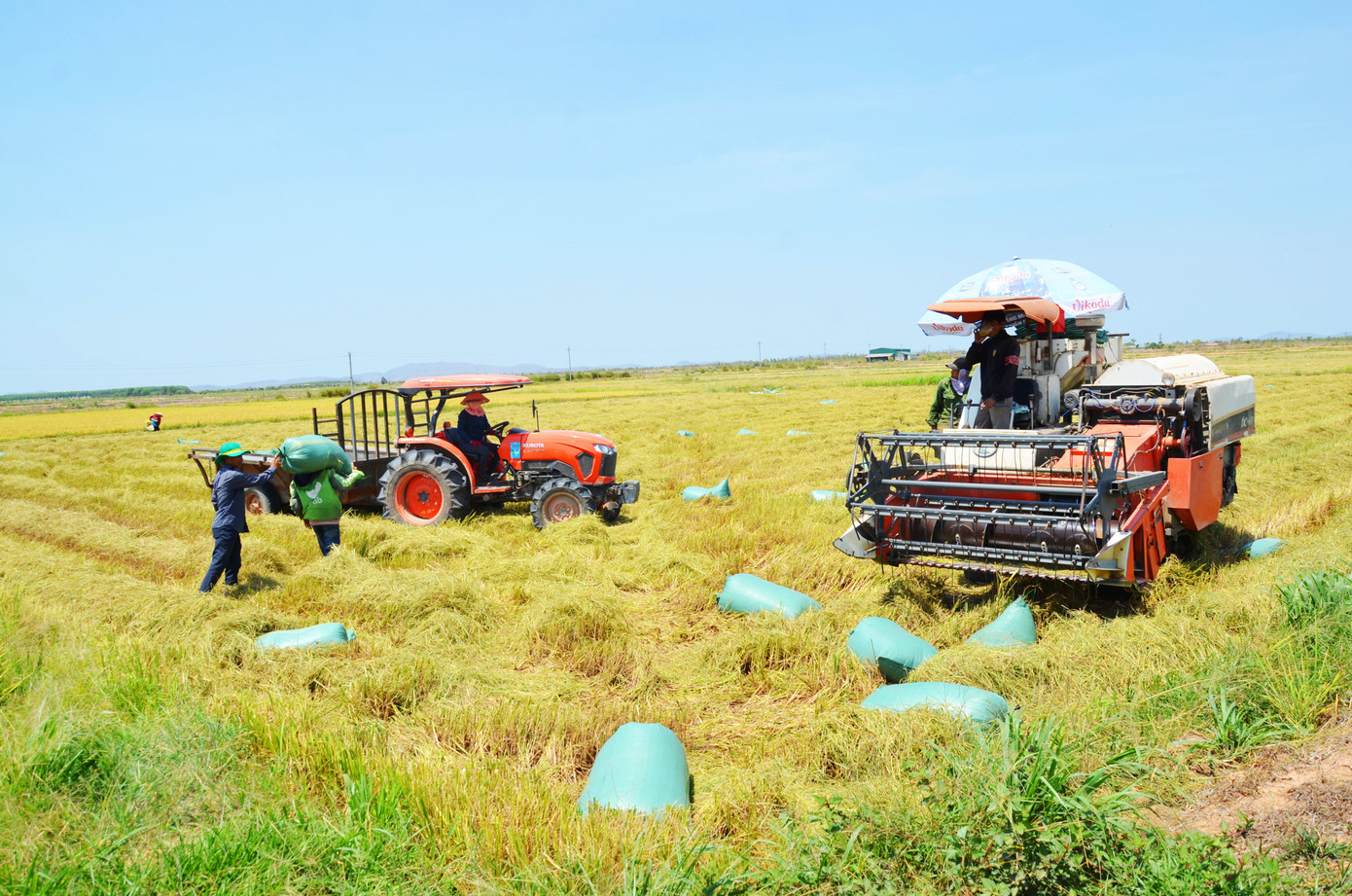 Vua Lúa trên bình nguyên Ea Súp ảnh 1