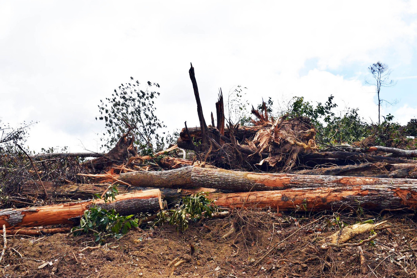  'Cuộc chiến' giành đất rừng ảnh 1