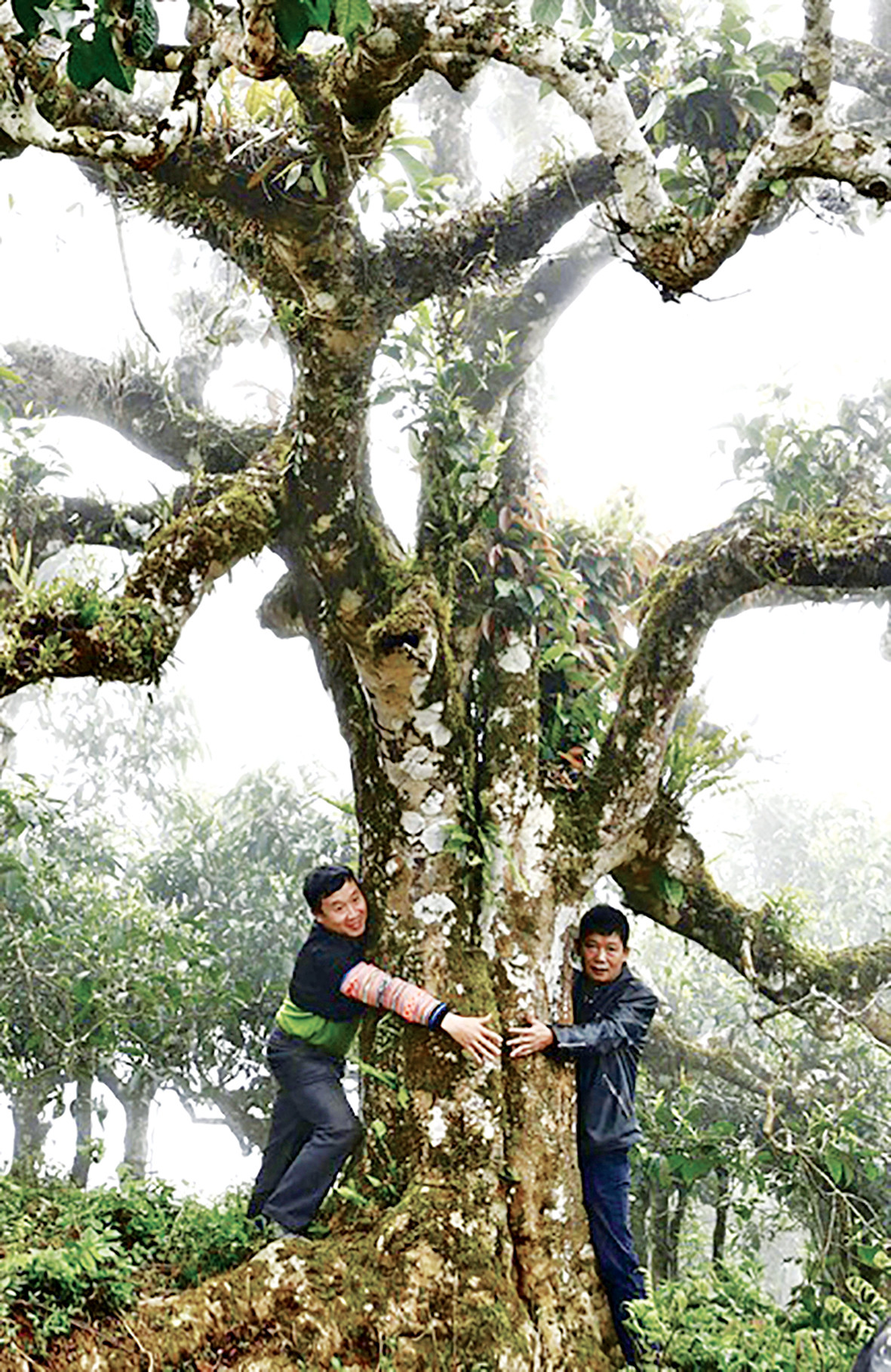 Leo mây ngắm các 'cụ' chè Shan tuyết ảnh 1