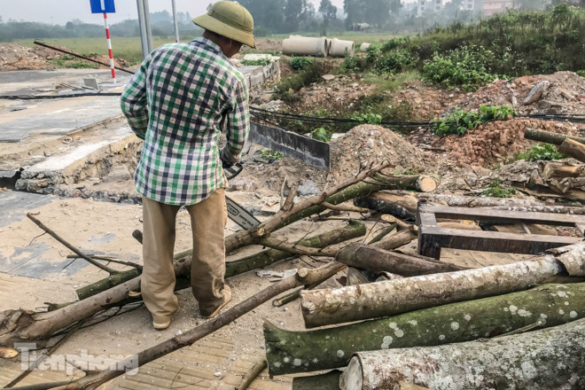 Hàng cây mới trồng khô héo trên đường ‘trăm tỷ’ bị chặt hạ làm củi ảnh 4