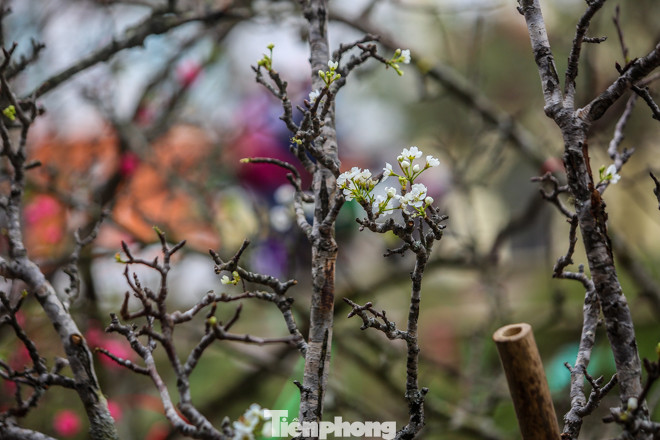 Hoa lê rừng tiền triệu hút khách Thủ đô sau Tết ảnh 8