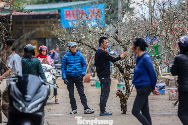 Hoa lê rừng tiền triệu hút khách Thủ đô sau Tết ảnh 5