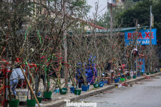 Hoa lê rừng tiền triệu hút khách Thủ đô sau Tết ảnh 2