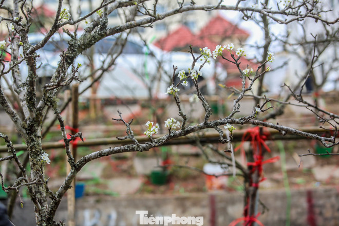 Hoa lê rừng tiền triệu hút khách Thủ đô sau Tết ảnh 11