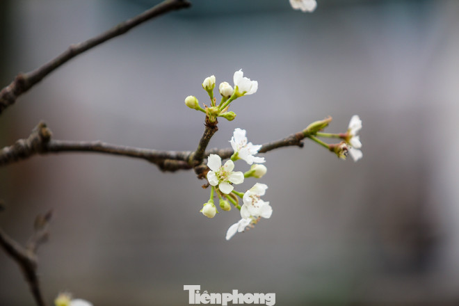 Hoa lê rừng tiền triệu hút khách Thủ đô sau Tết ảnh 10