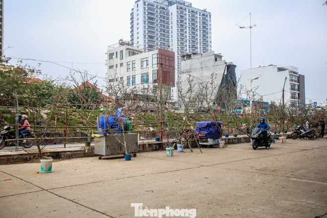 Hoa lê rừng tiền triệu hút khách Thủ đô sau Tết ảnh 1