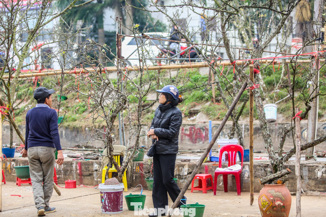 Hoa lê rừng tiền triệu hút khách Thủ đô sau Tết ảnh 3