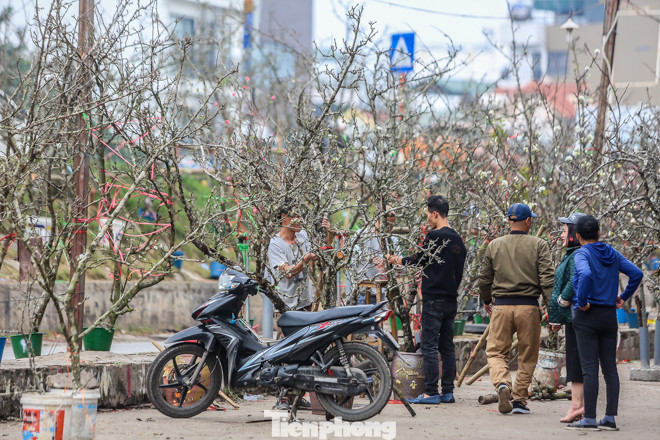 Hoa lê rừng tiền triệu hút khách Thủ đô sau Tết ảnh 4