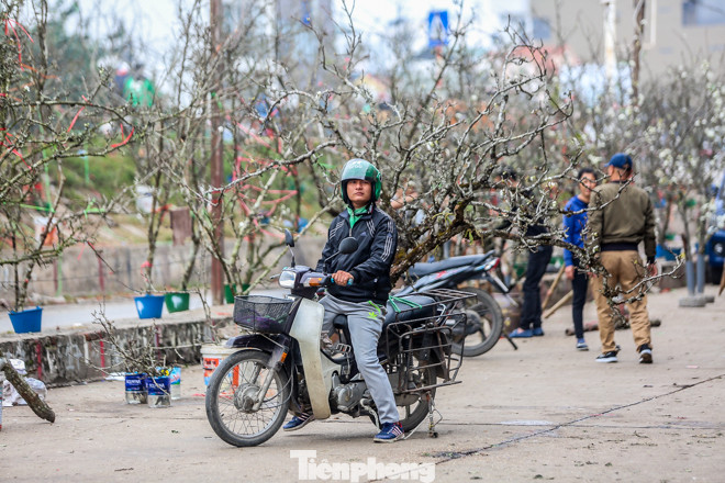 Hoa lê rừng tiền triệu hút khách Thủ đô sau Tết ảnh 9